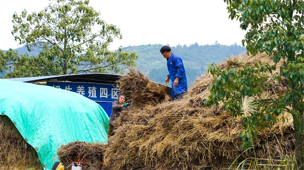 bat365官方网站都匀：积极探索秸秆综合利用 推动环保与增收“双赢”(图1)